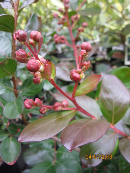 Kraeuselmyrte Indica Braise d´ete